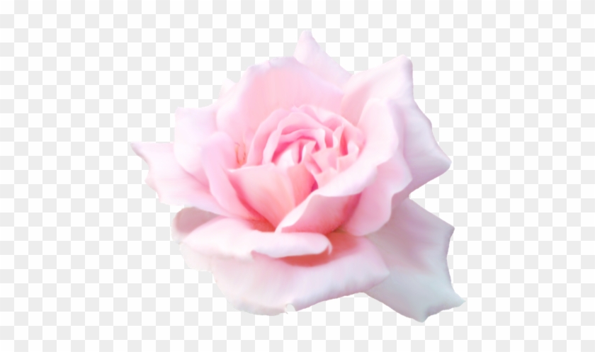 [ Img] - High Resolution Rose White Background #953776