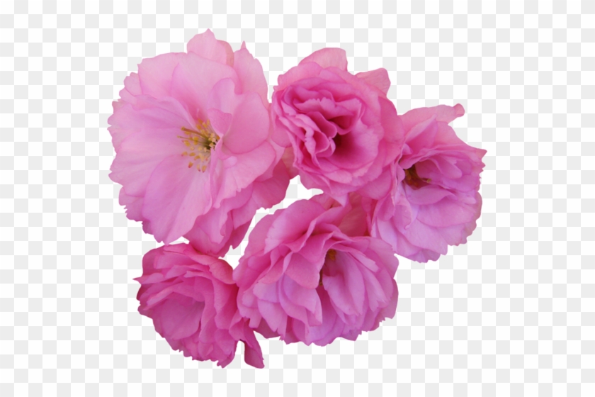 Png Gül Resimleri, Harika Png Gül Resimleri, Süper - Carnation #953835
