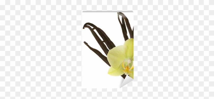 Isolated On A White Background Wall Mural • Pixers® - Yellow Orchids Background #954467