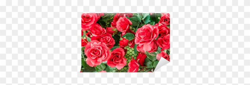Rose #955141