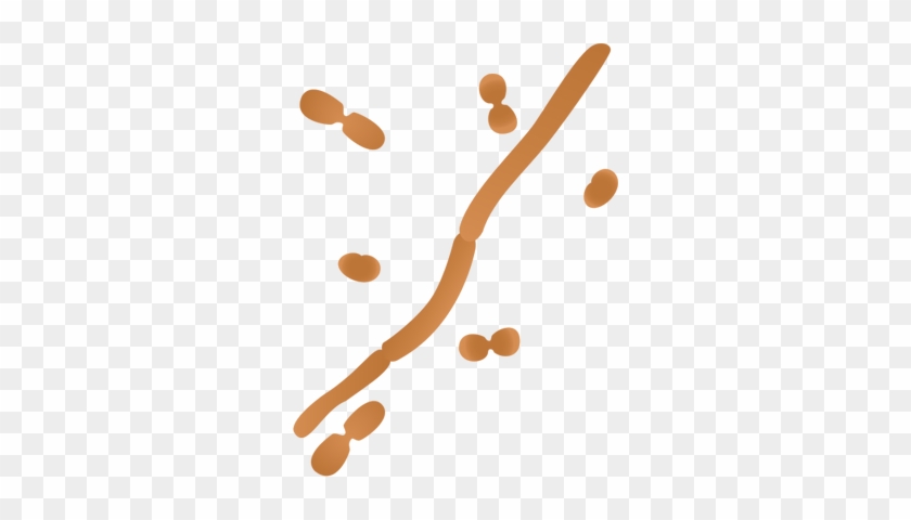 Ian Symbol Acinetobacter Spp - Acinetobacter Spp #956067