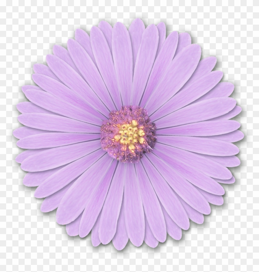 Res Light Purple Flowers Png By Hanabell1 D6l6mwr Png - Light Purple Flower Png #958184