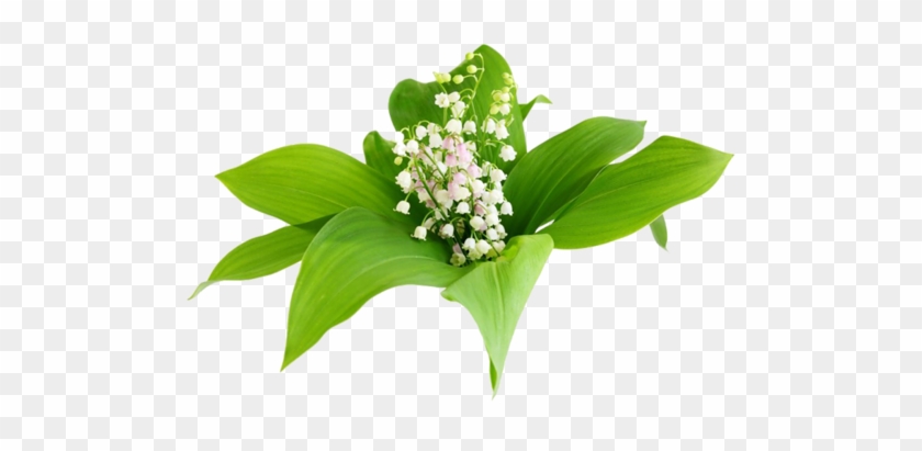 Çok Güzel Vadi Zambakları Görselleri, Beyaz Vadi Zambakları - Orchids #958681