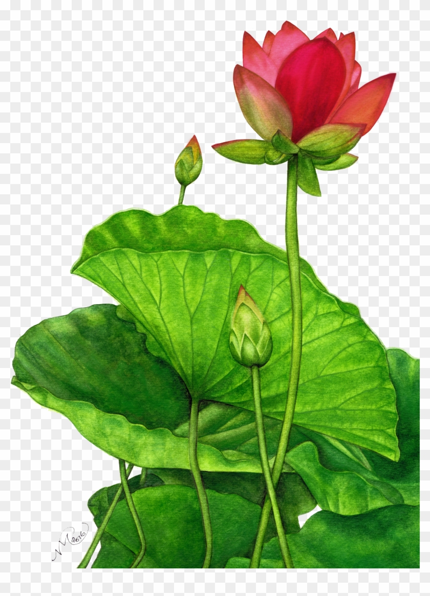   Lily #958692