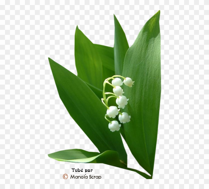 Le Brin De Muguet - Lily Of The Valley #958713