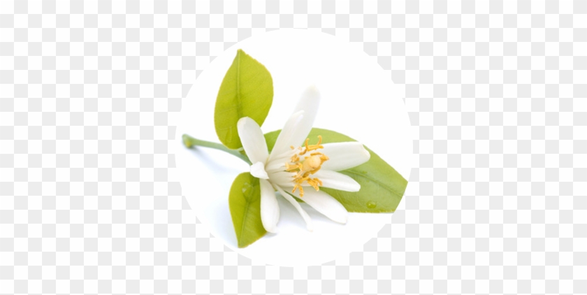 Orangenblüte - Neroli Anti Ageing Cream All Skin Types Day Moisturiser #958747