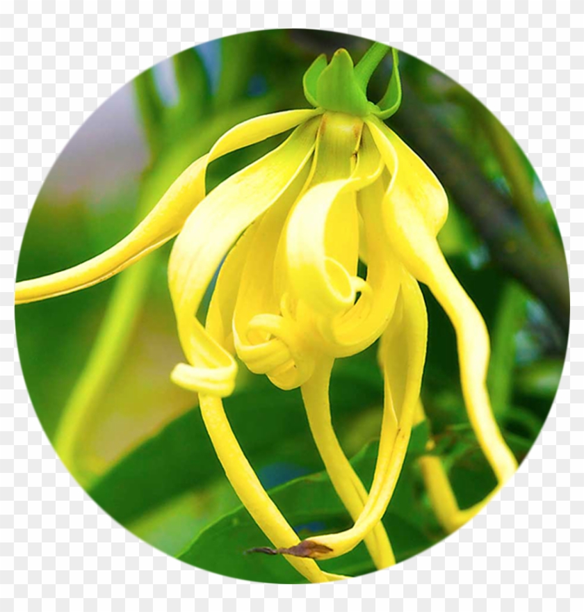 Natural Bath & Body Ylang Ylang After Bath Milk #958767