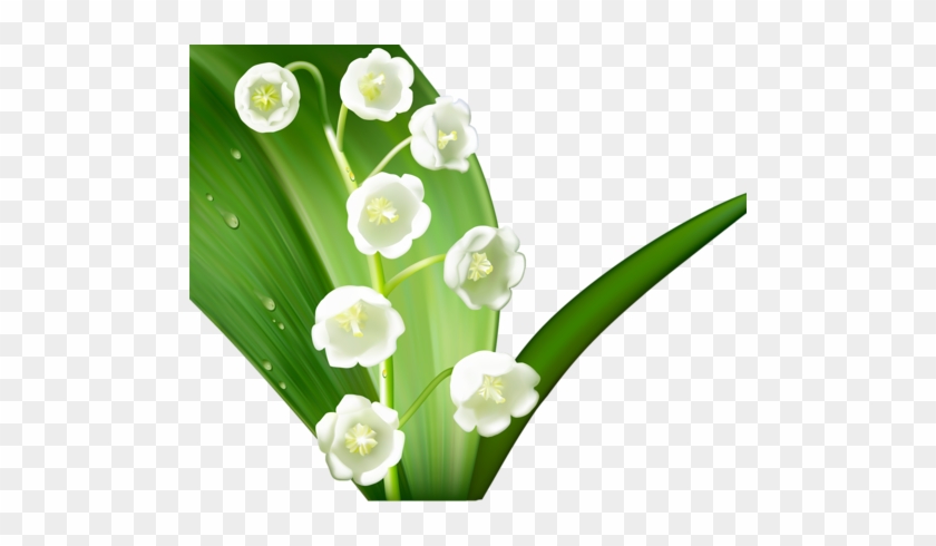 Re - Ландыши - Lily Of The Valley Flower #958813