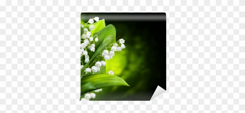 Lily Of The Valley Flowers Design Wall Mural • Pixers® - Design Magnettafel Maiglöckchen #958838