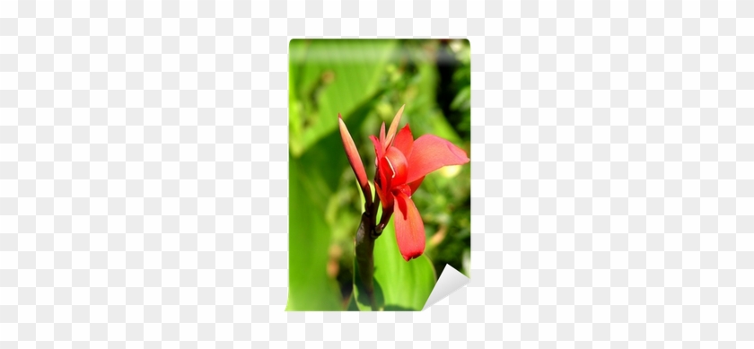 Red #958849