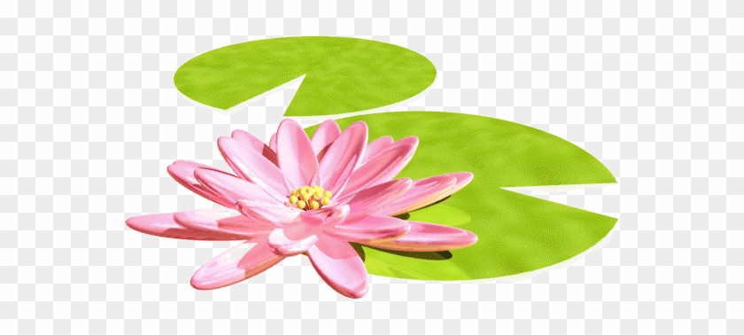歡迎瀏覽 A 班網頁 - Water Lily #958854