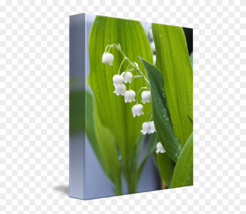 Poster: Close-up Of Dew Drops On Lily-of-the-valley, #958871