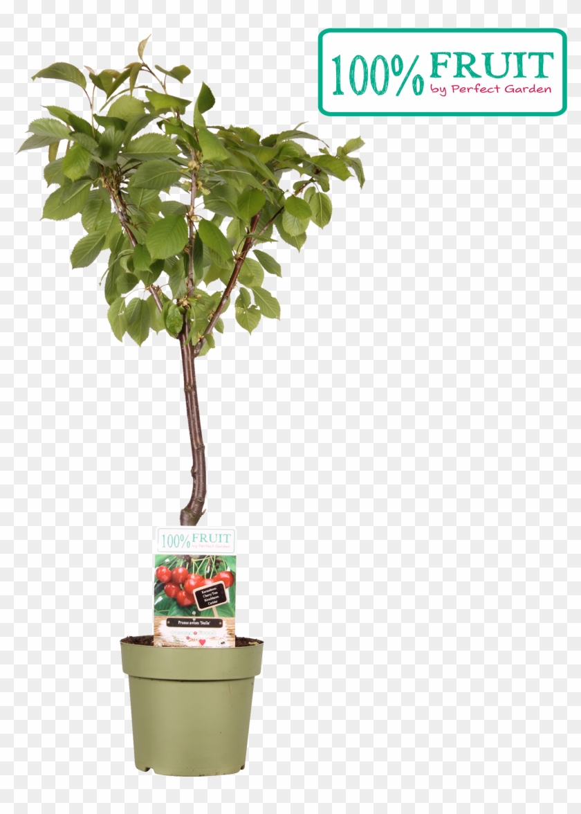 1 - Houseplant #959853