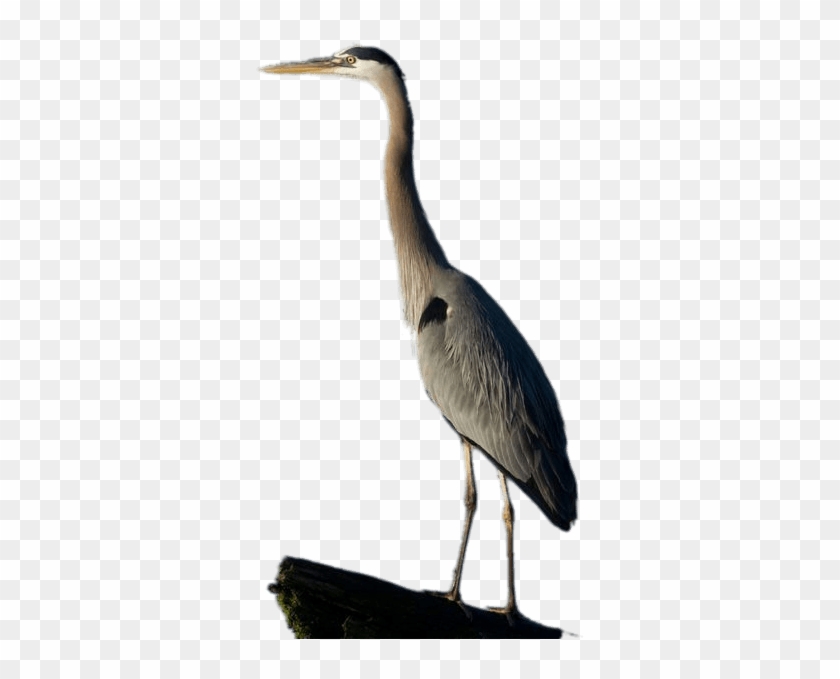 Great Blue Heron Full Size - Great Blue Heron #961147