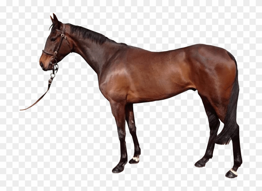 Horse With No Background #962382