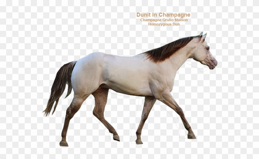 Horse #962385