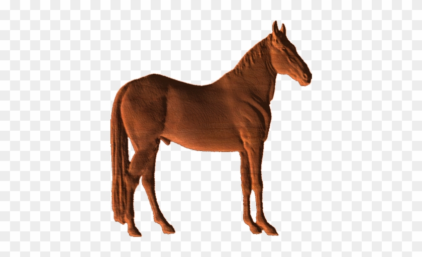 Horse - Cl - Vizsla #962392