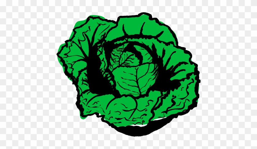 Cabbage - Cabbage #963961