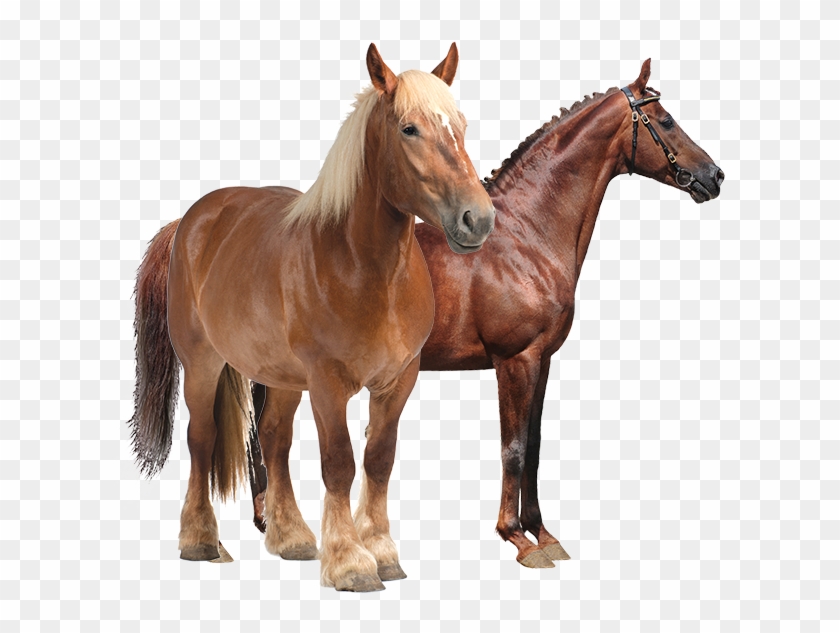 Productanimals Horse Transparent - Transparency #964420