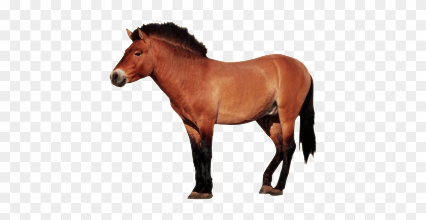 Horse Clipart Animated - Farm Animal No Background #964432