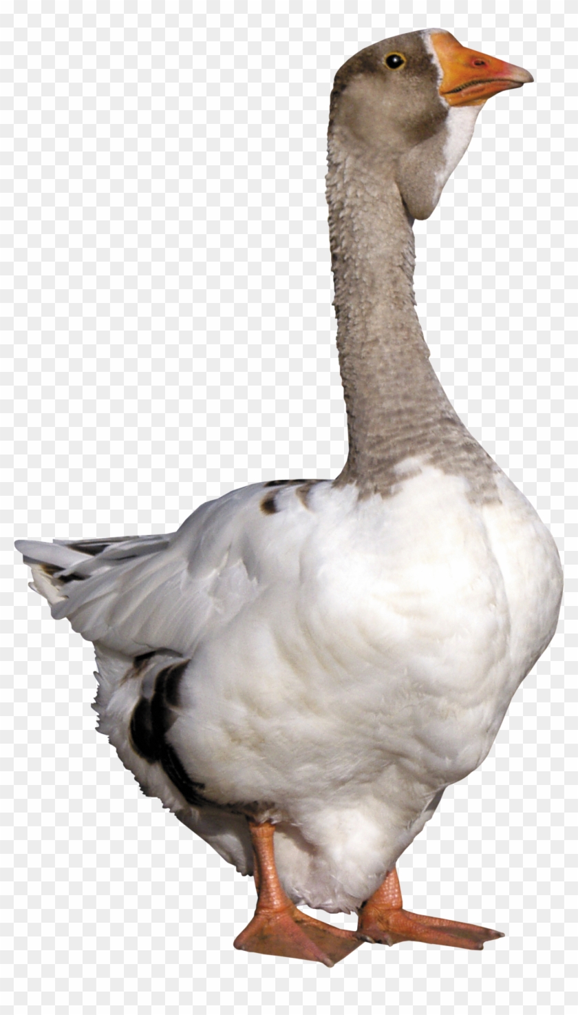 Goose Png - Goose Png #964694