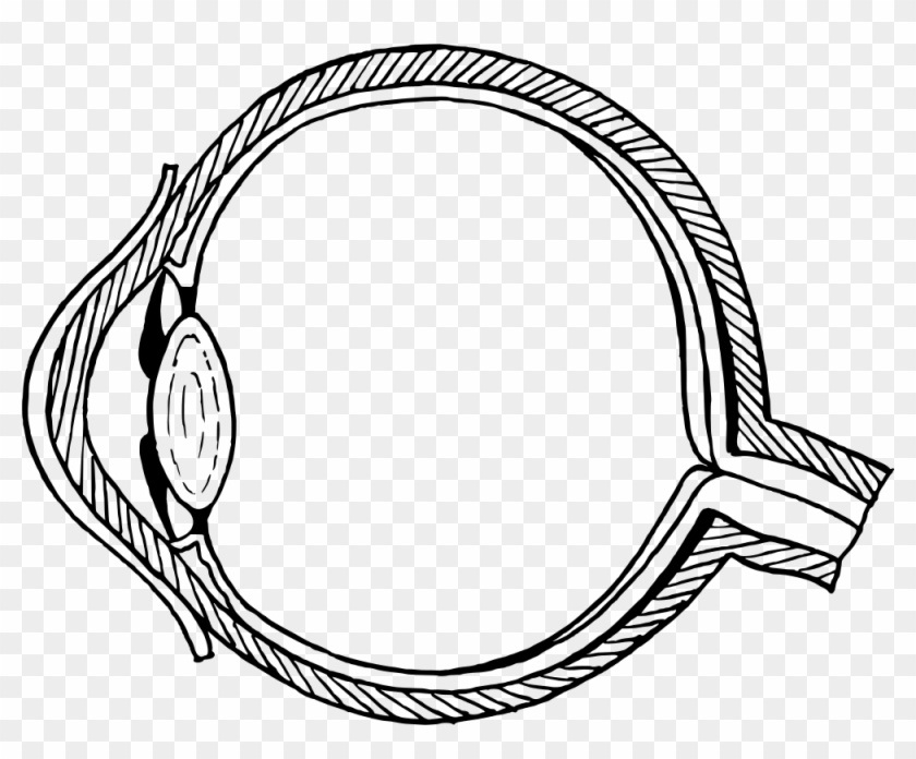 Clip Art Details - Eye Diagram Without Labels #965874