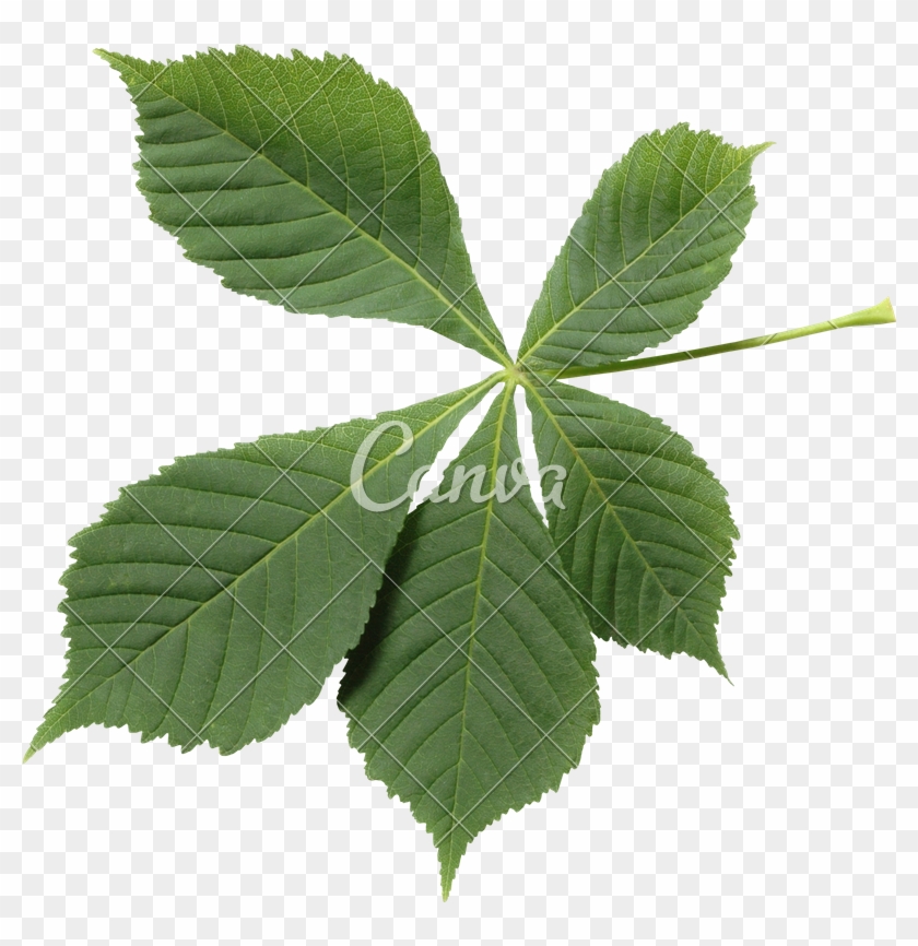 Horsechestnut Leaf - Corchorus #966714