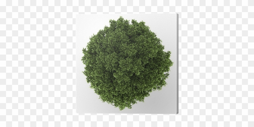 Top View Of Horse Chestnut Tree Isolated On White Background - Tree Top View Png #966732