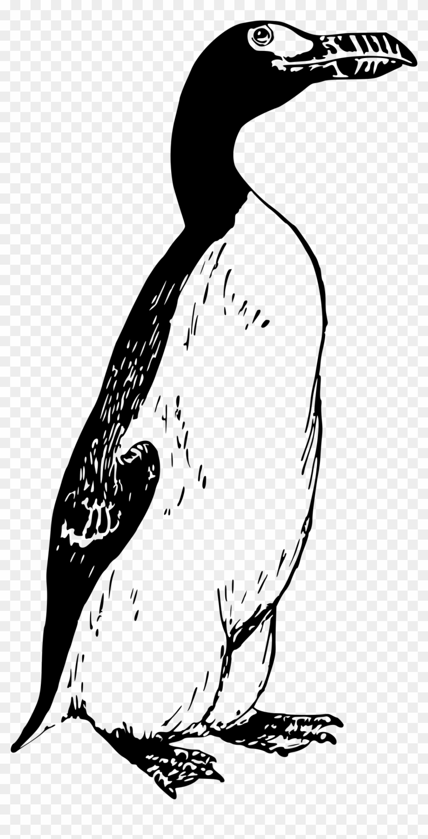 Big Image - Great Auk Transparent #967261
