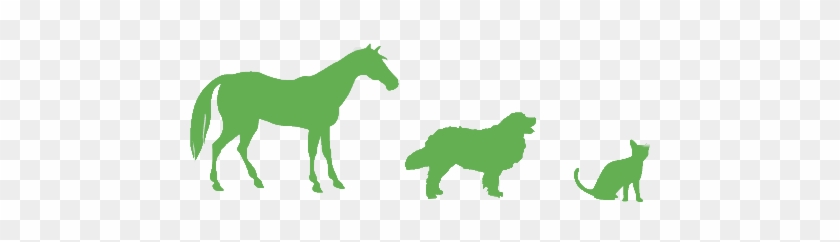   Mane #967807