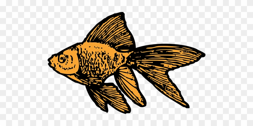 Goldfish, Aquarium, Tank, Water, Gold - Goldfish Clip Art #969868