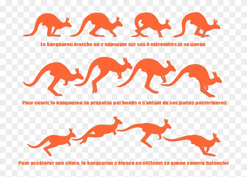Dingo Australie - Saut Du Kangourou #970956