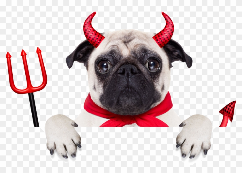 Book Your Pet Grooming #974443