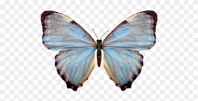 Butterfly-big2 - Name Vanessa In Glitter #975501