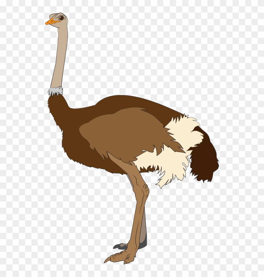 Clipart Ostrich Images Png Images - Ostrich Clipart #978345