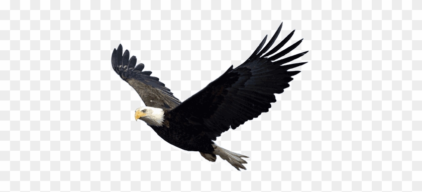 Eagle Png Image, Free Download - Eagle Png #986745
