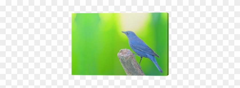 Quadro Su Tela Passero Solitario Uccello • Pixers® - Indigo Bunting #987087