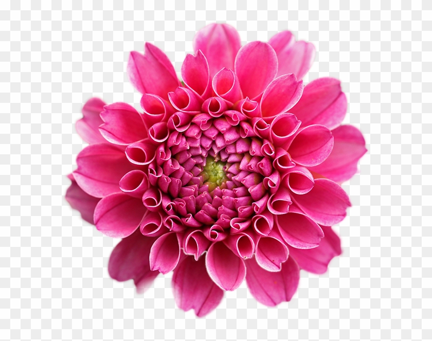 Pink Dahlia - Beautiful Flowers With White Background #989664