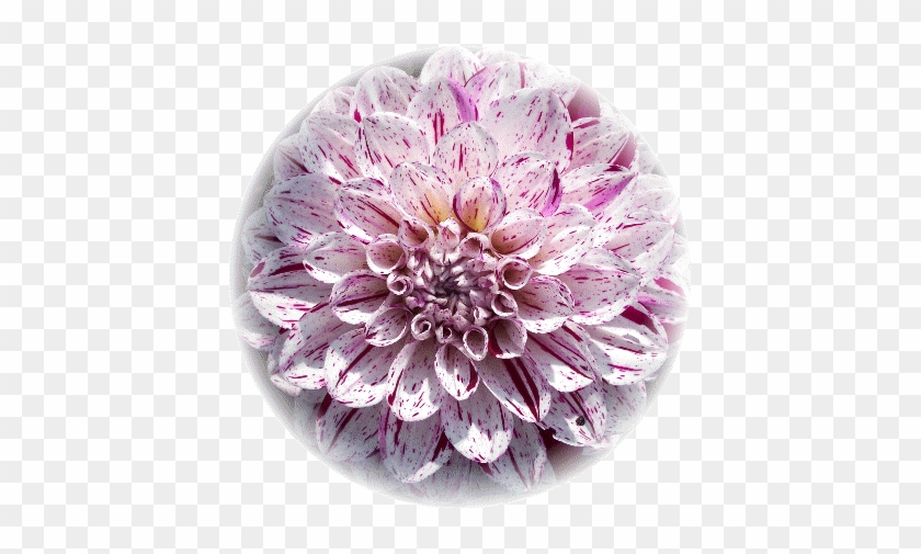 Variegated Tulip #989670