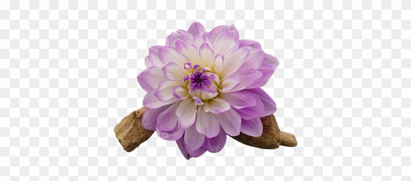 Free Photo Dahlia White Dahlia Flower Cut Out Violet - Violet Flower On White #989725