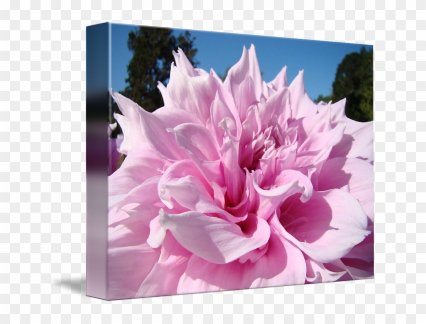 Floral Pink Dahlia Flower Art Prints Botanical By Baslee - Common Peony #989734