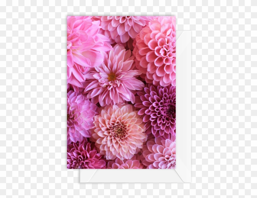 Dahlia #989736