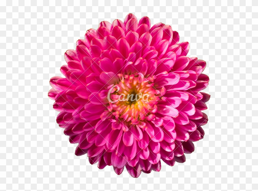 Isolated Flower With Pink Petals - Bathroom #989738