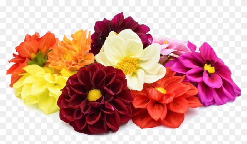Dahlia Png File - Dahlia Png #989758