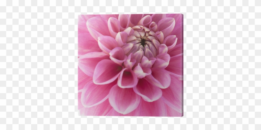 Dahlia #989766