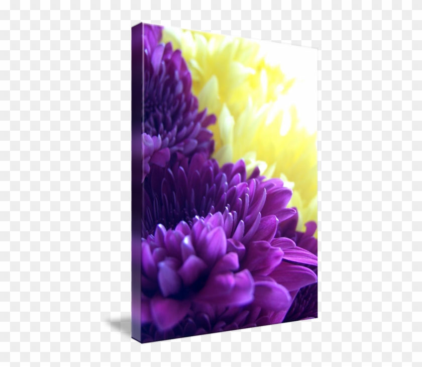Dahlia #989773