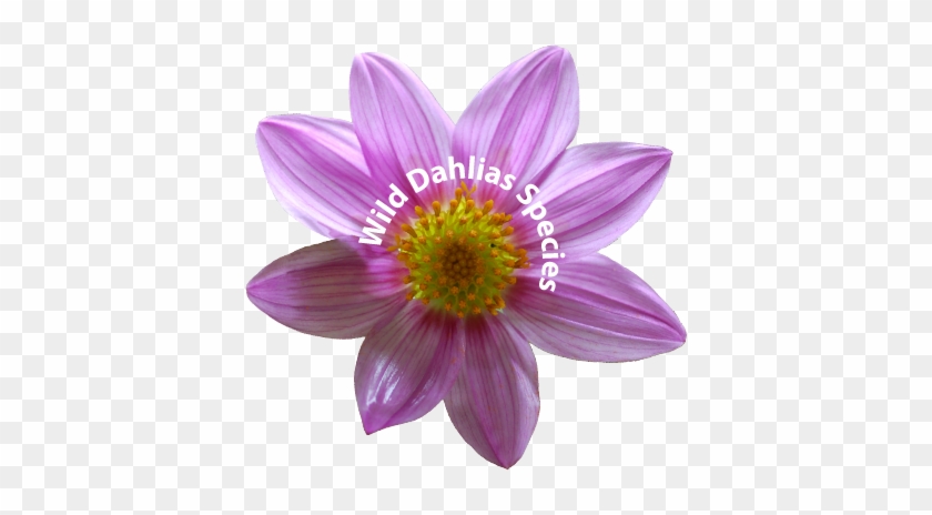 The Wild Dahlias - Wild Dahlia #989793