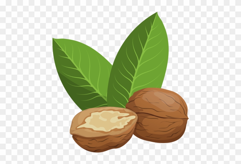 Watercolour Clip Art Illustrations Of Culinary Nuts - Walnuts Clipart Png #989802