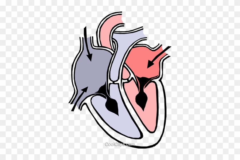 Heart Chambers Royalty Free Vector Clip Art Illustration - Heart Diagram #991728