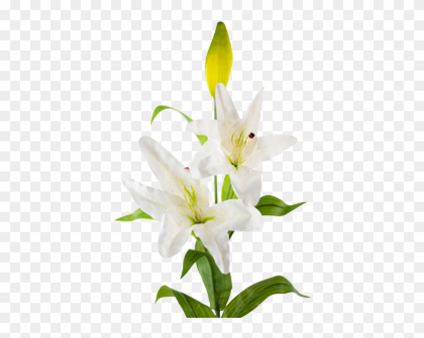 Flower #993015